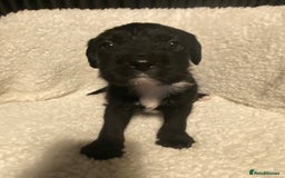 Mixed Breed dogs for sale: Staffypoos for sale - Image 27