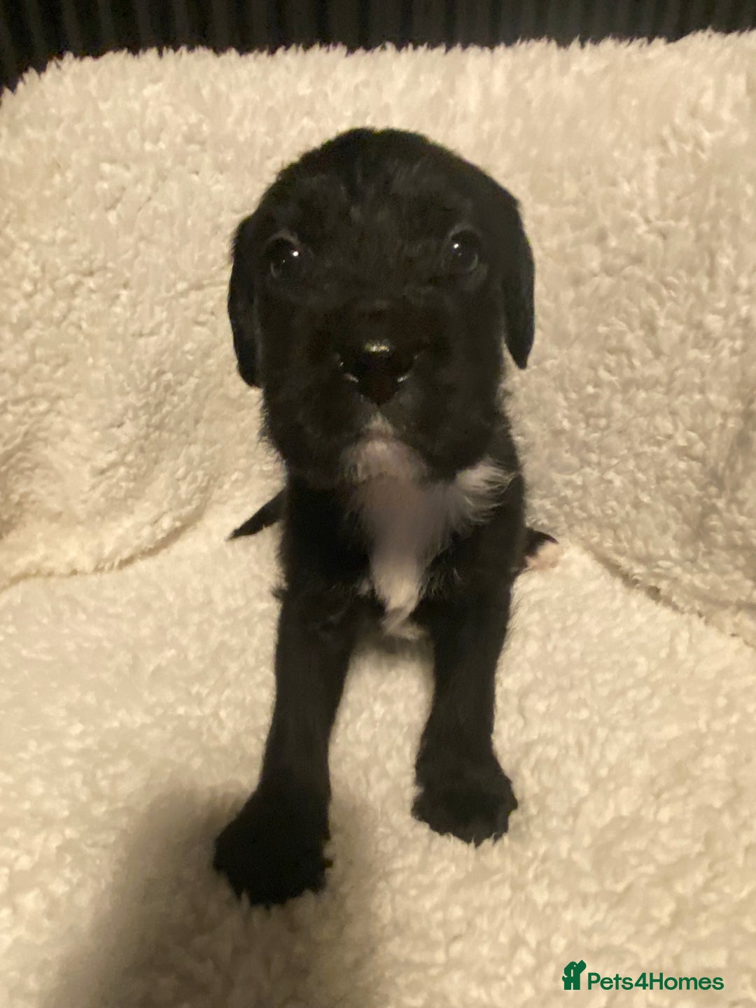 Mixed Breed dogs for sale: Staffypoos for sale - Image 27
