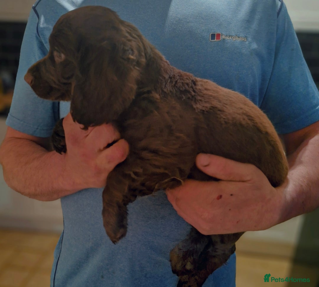 Cocker Spaniel dogs for sale: Cocker spaniel puppies  - Advert 14