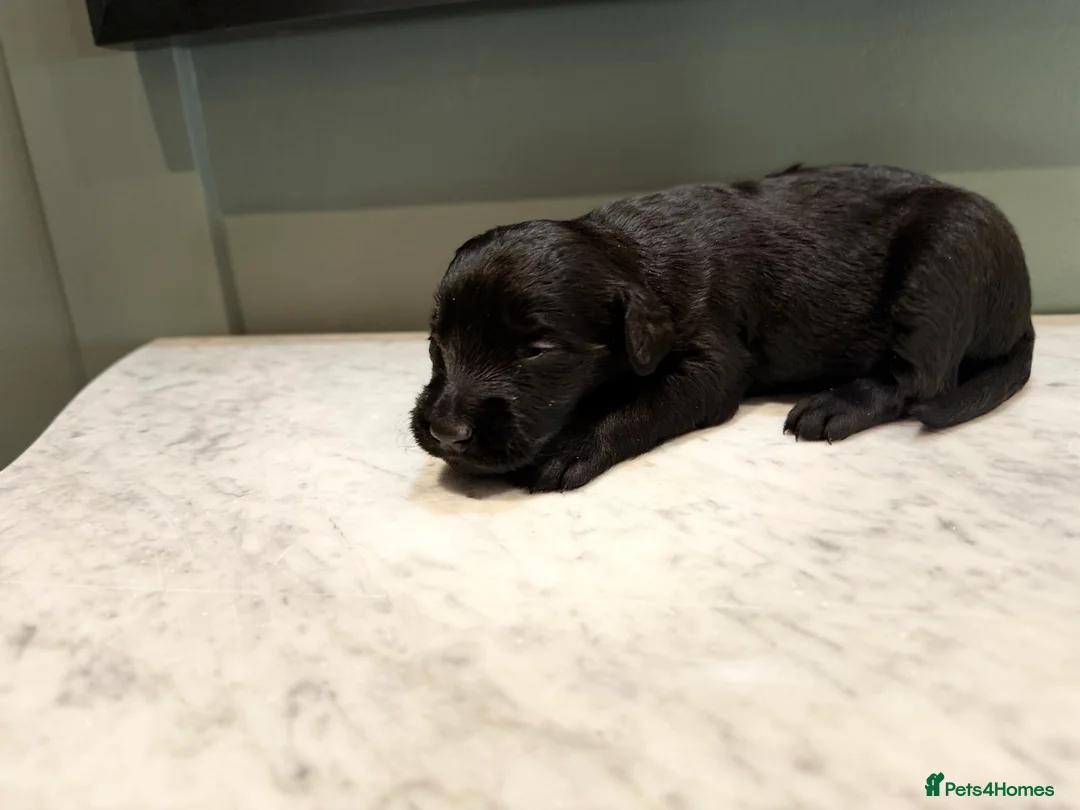 Labradoodle dogs for sale: Labradoodle puppies for sale - Advert 4