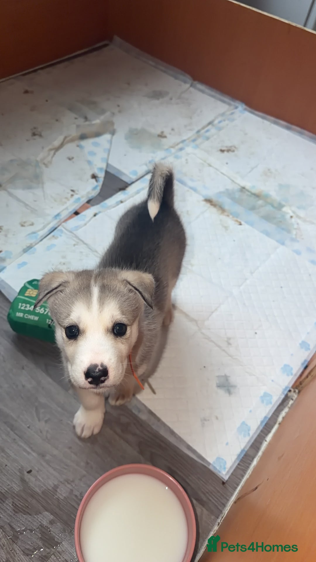 Siberian Husky dogs for sale: Husky Puppies – Ready 22/12/25 🐾  - Advert 20