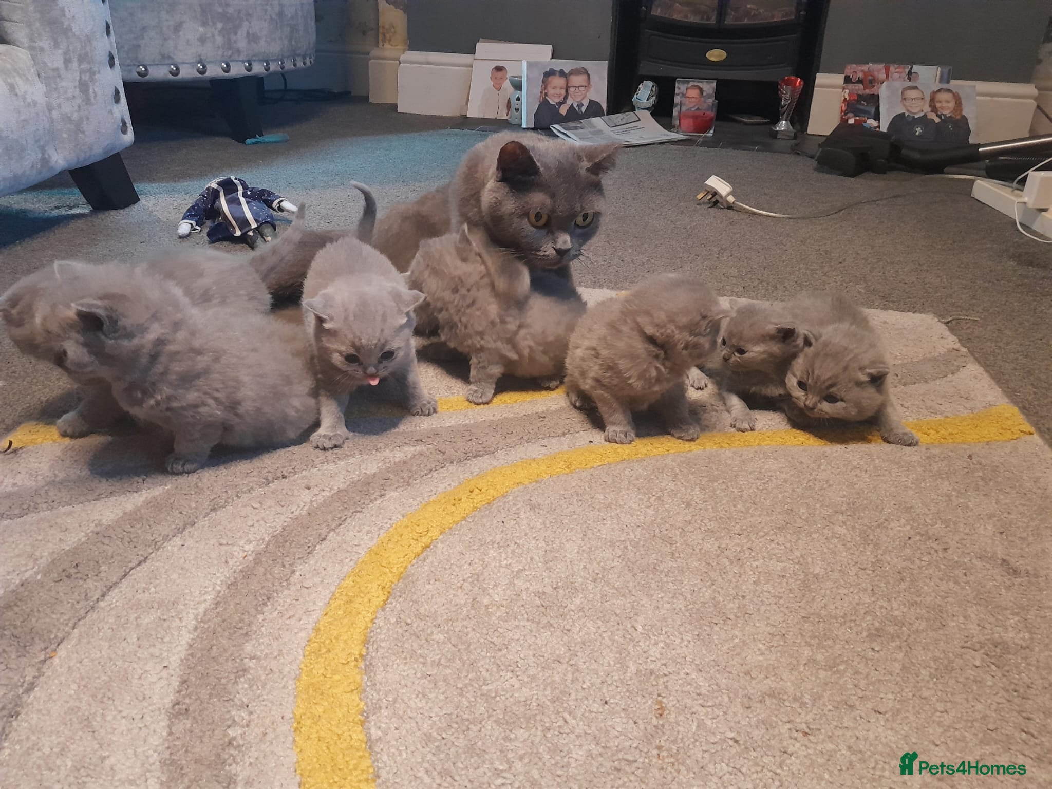 British Shorthair cats British short haired kittens  - Advert 2