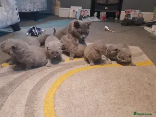 British Shorthair cats British short haired kittens - Advert 2