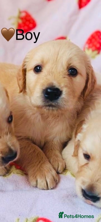 Labrador Retriever dogs Labradore retriever Puppys  - Advert 1