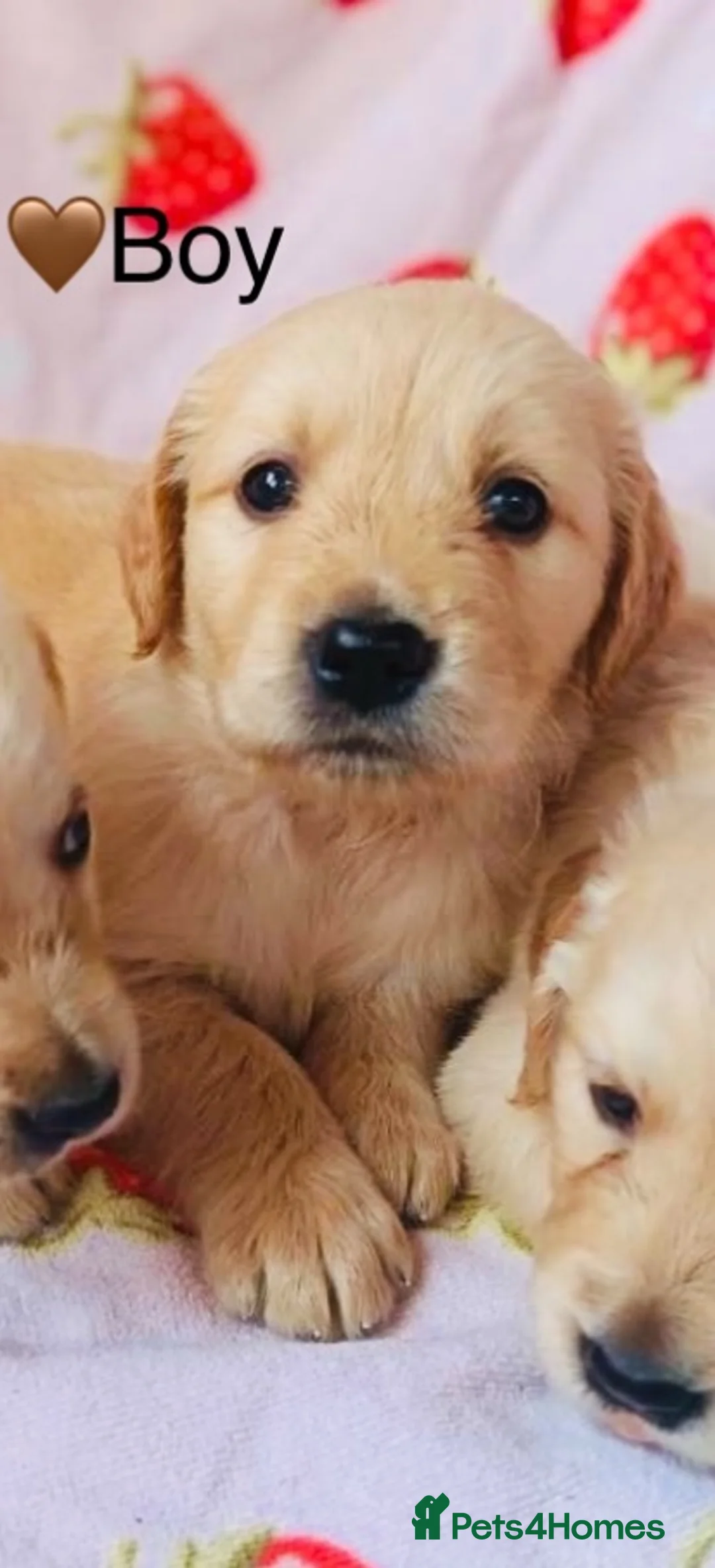 Labrador Retriever dogs for sale: Labradore retriever Puppys  - Advert 1