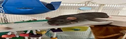 Rat rodents for sale: Pair female adult rats - free to good home - Advert 4