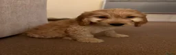 Cockapoo dogs for sale: 4 female, 1 male in Eastleigh - Advert 9