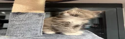 Maine Coon cats for sale: Main coon kittens  - Advert 9