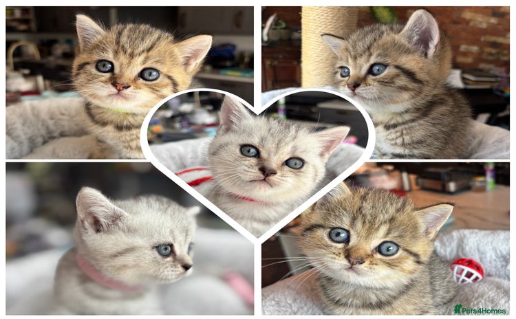 British Shorthair cats - Advert 13