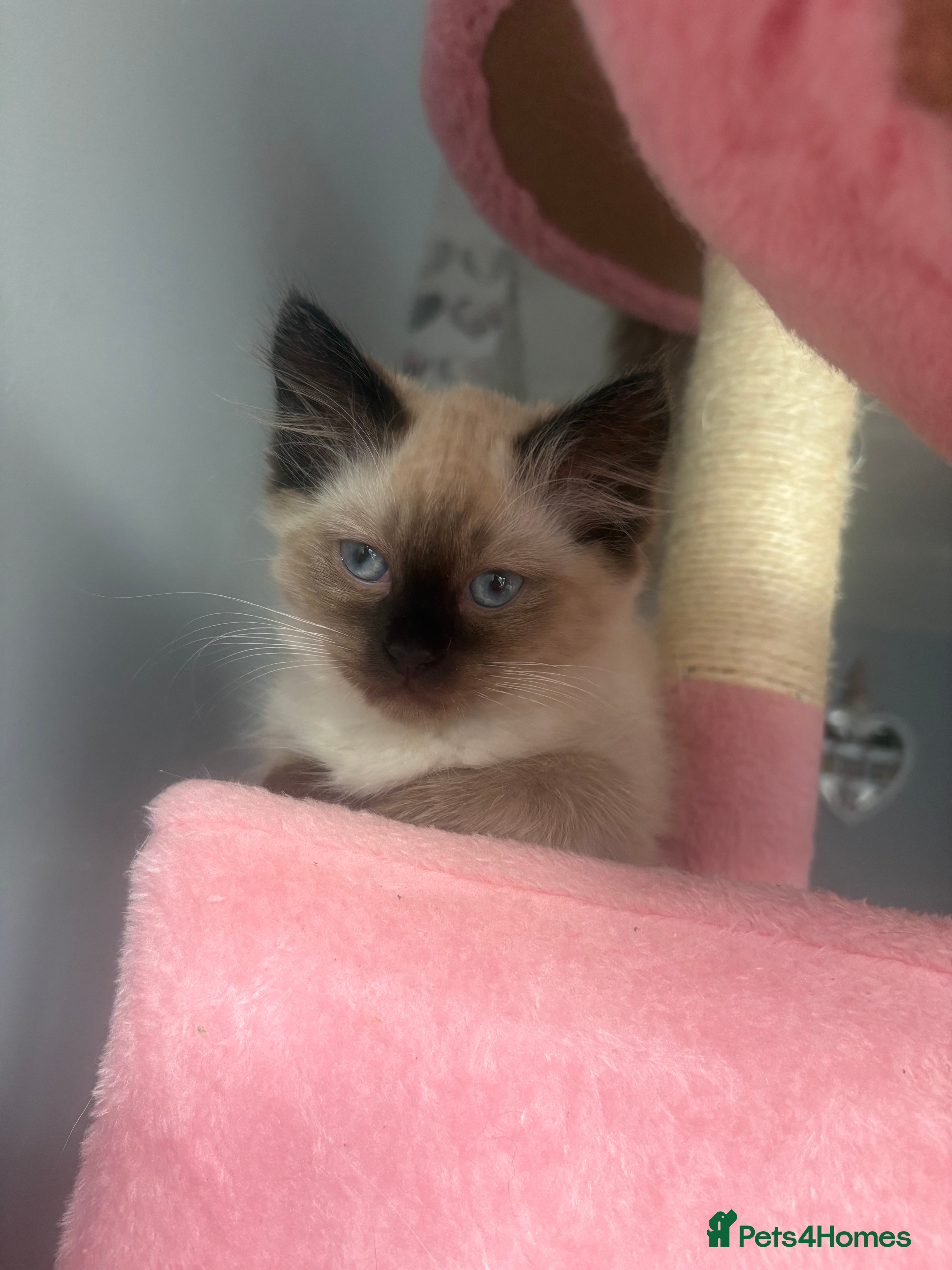Ragdoll cats Beautiful, fluffy ragdoll kittens  - Advert 2