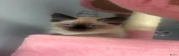 Ragdoll cats for sale: Beautiful, fluffy ragdoll kittens  - Advert 2