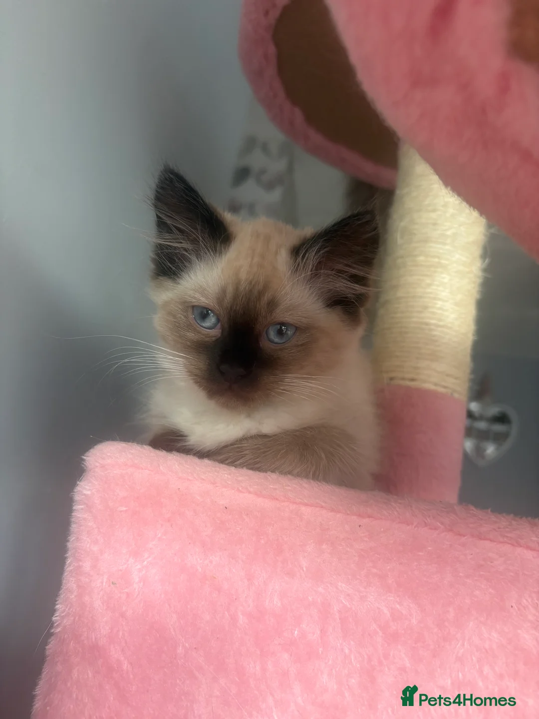 Ragdoll cats for sale: Beautiful, fluffy ragdoll kittens  - Advert 2