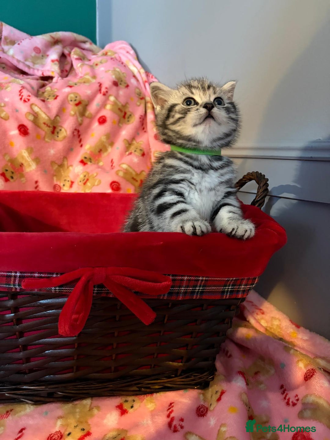 British Shorthair cats for sale: Beautiful bsh kittens  - Image 6