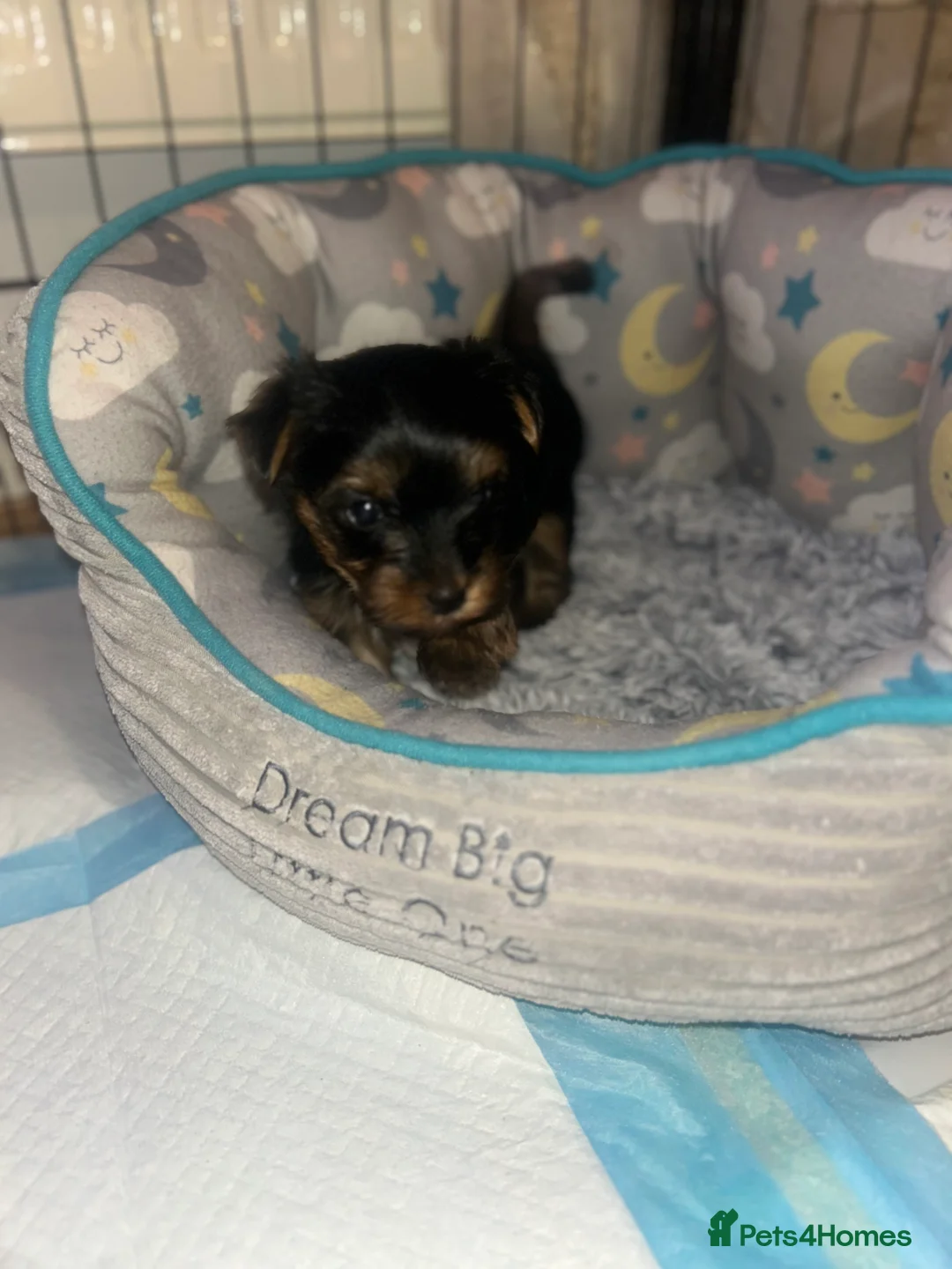 Yorkshire Terrier dogs for sale: Stunning Yorkshire Terriers Puppies  - Advert 13