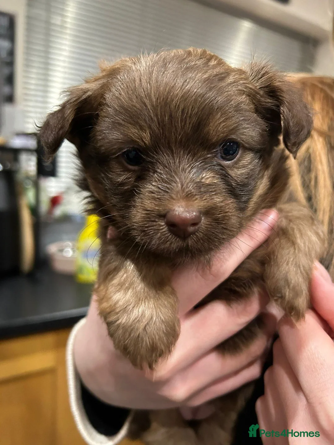 Mixed Breed dogs for sale: Adorable Miniature Dachshund Puppies - Advert 19