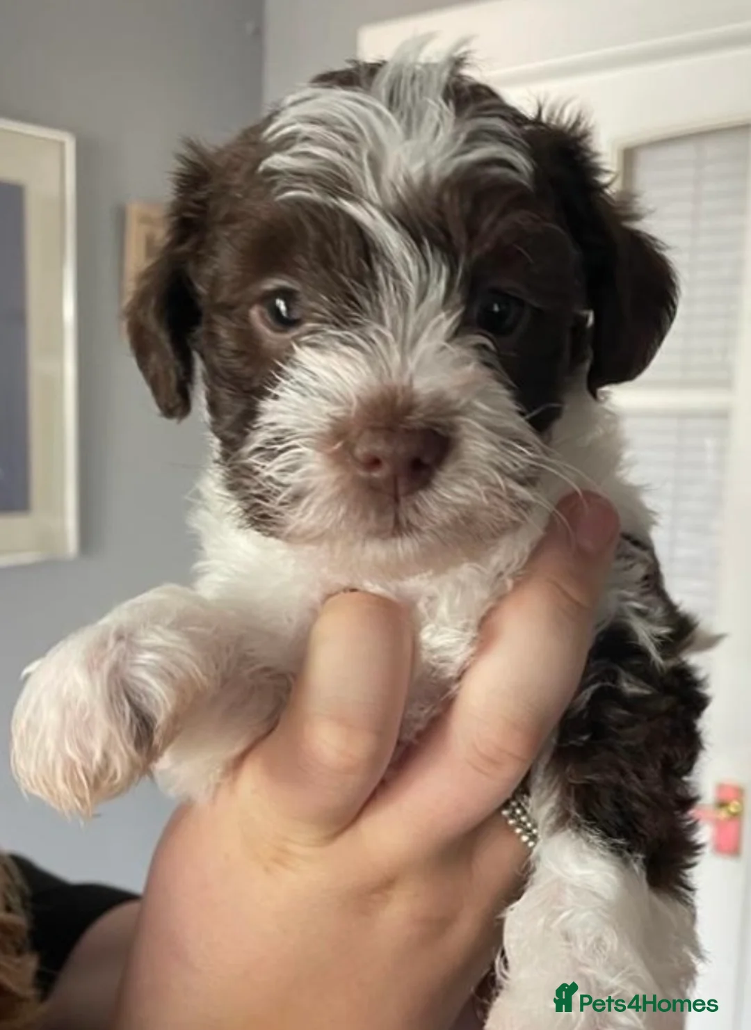 Poodle dogs for stud: Chocolate /White Miniature Schnauzer STUD BVA +MAC in Coventry - Advert 20