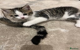 Mixed Breed cats for sale: Mixed breed kittens - Image 3