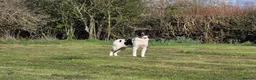 Mixed Breed dogs for adoption: ANGEL by name & nature - new videos added 13/3 - Advert 2
