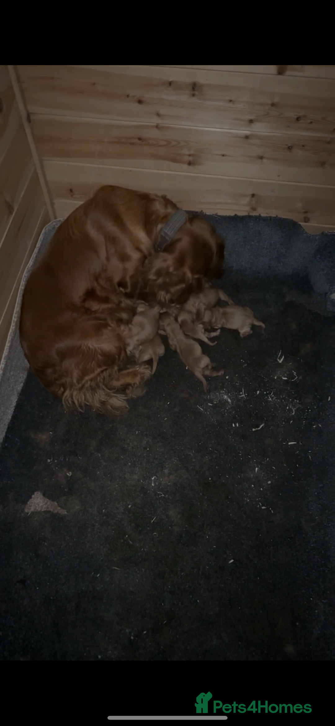 Cocker Spaniel dogs for sale: Red cocker spaniel  - Image 19
