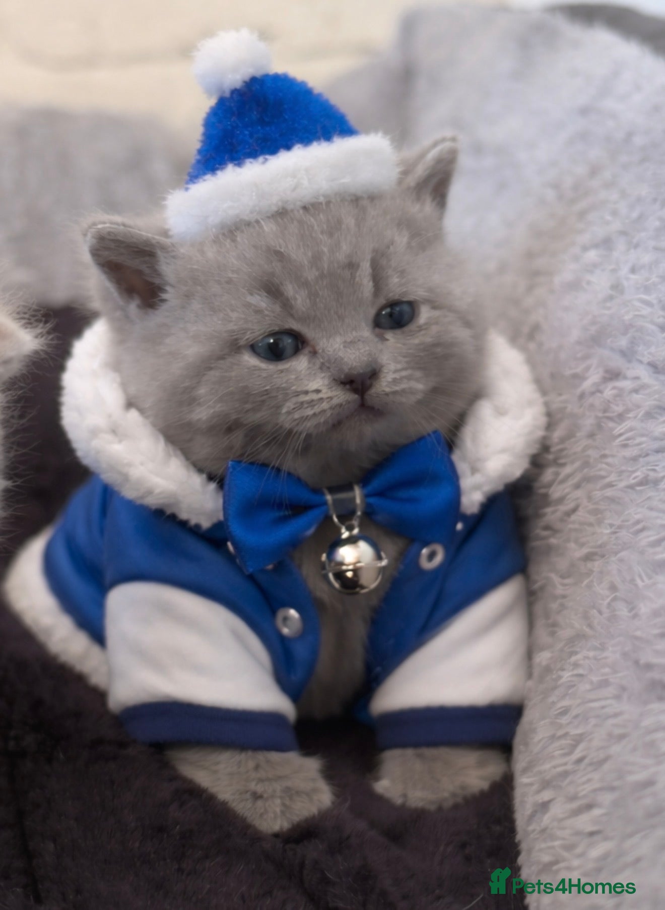 British Shorthair cats British shorthair  - Advert 1