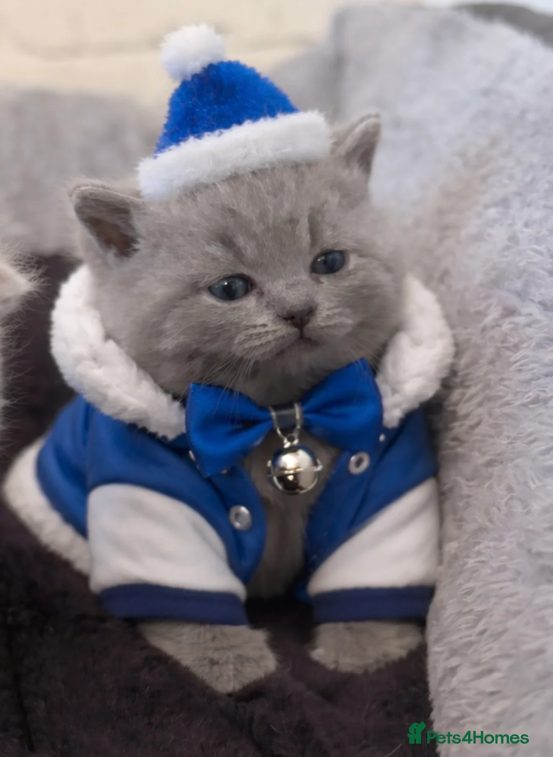 British Shorthair cats for sale: British shorthair  - Advert 1