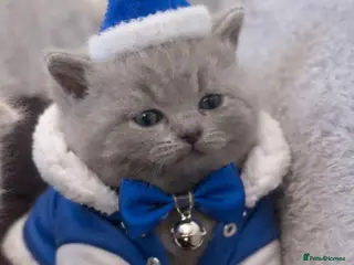 British Shorthair cats British shorthair - Advert 1