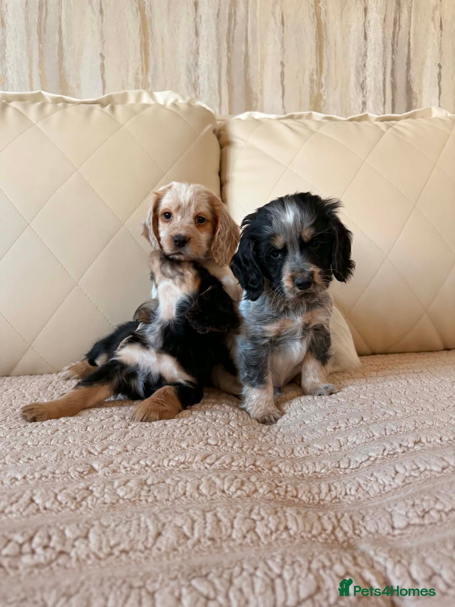 Cocker Spaniel dogs  Show Type Cocker spaniels for sale - Advert 18