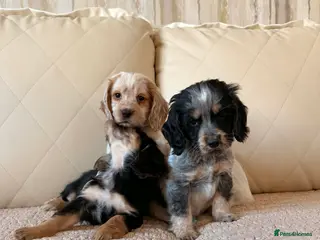 Cocker Spaniel dogs Show Type Cocker spaniels for sale - Advert 18