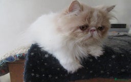 Persian cats for sale: Adorable Pedigree Persian Female Available Now - Image 16