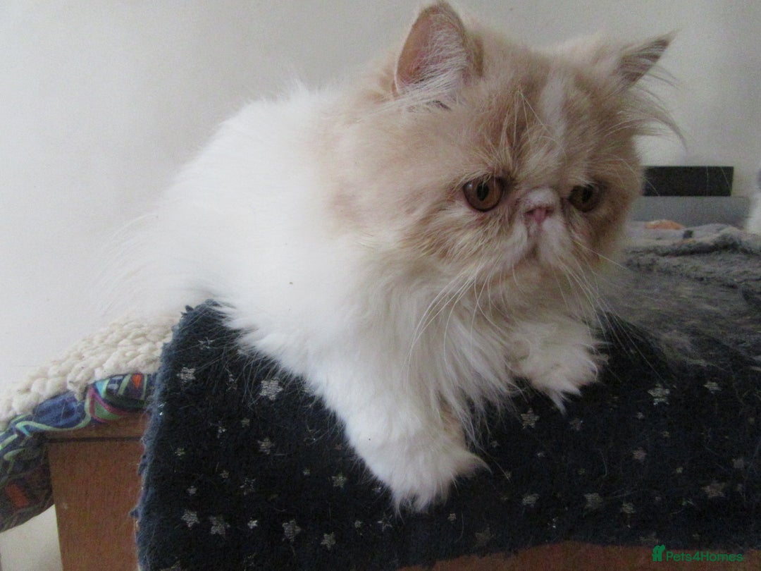 Persian cats for sale: Adorable Pedigree Persian Female Available Now - Image 16