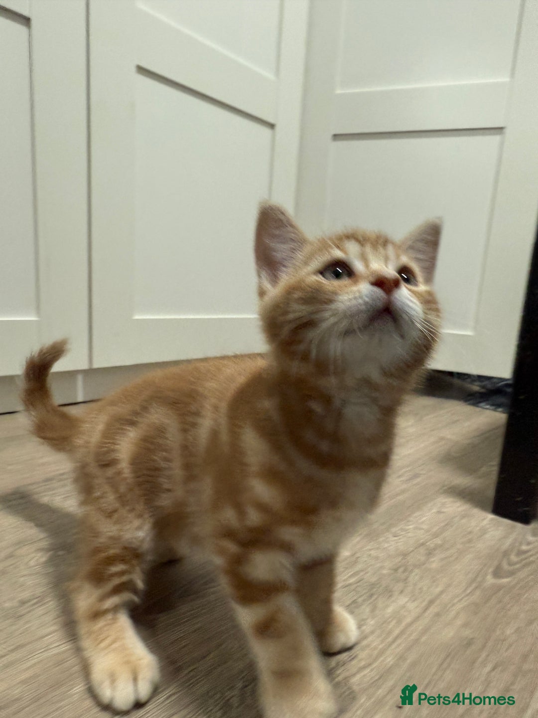 Mixed Breed cats for sale: Kittens looking for a loving home  - Image 14