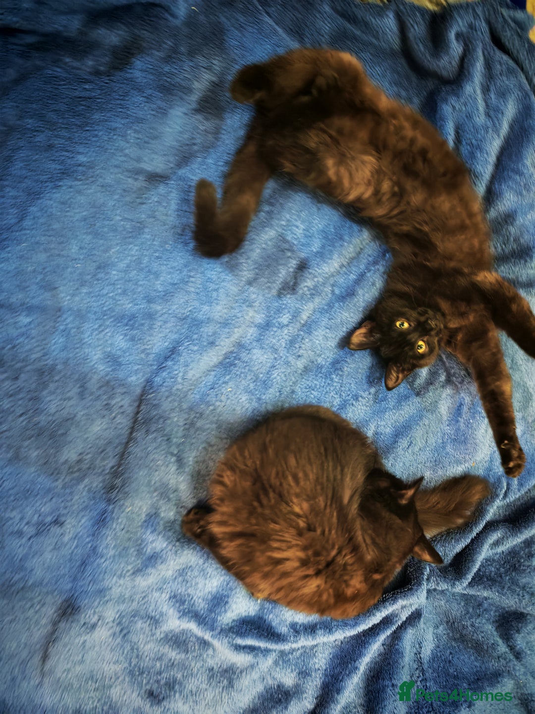 Mixed Breed cats for sale: Two gorgeous kittens  - Advert 5