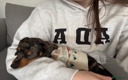 Miniature Dachshund dogs for sale: Miniature Dachshund  - Image 2