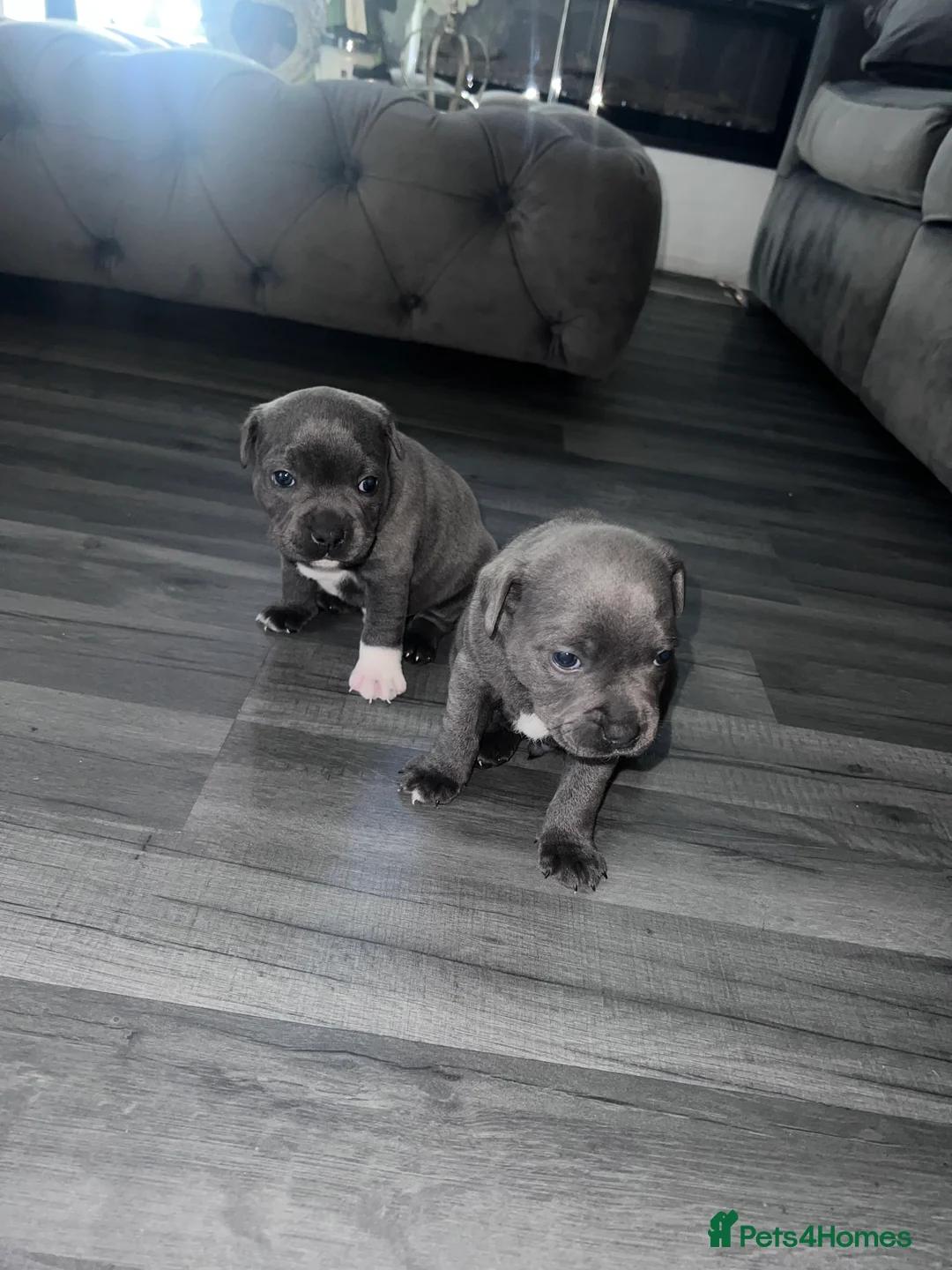 Staffordshire Bull Terrier dogs for sale: LAST BOY LEFT KC REGISTERED 5 STAR BLUE   - Advert 11