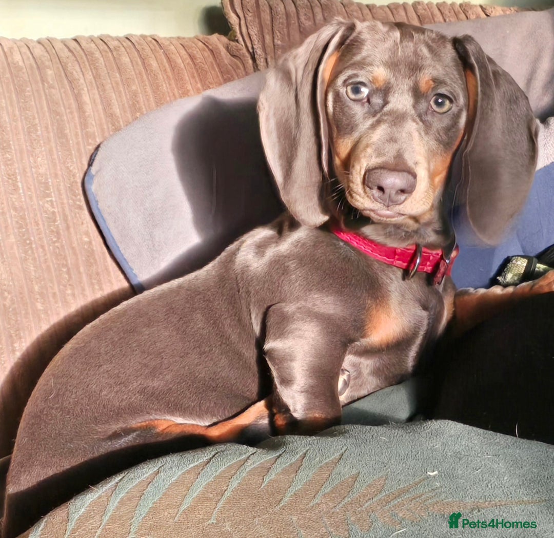 Miniature Dachshund dogs for sale: 2 mini Dachsunds  - Advert 3