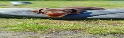 Miniature Dachshund dogs for sale: Stunning Chocolate & Tan Miniature Dachshund - Advert 5