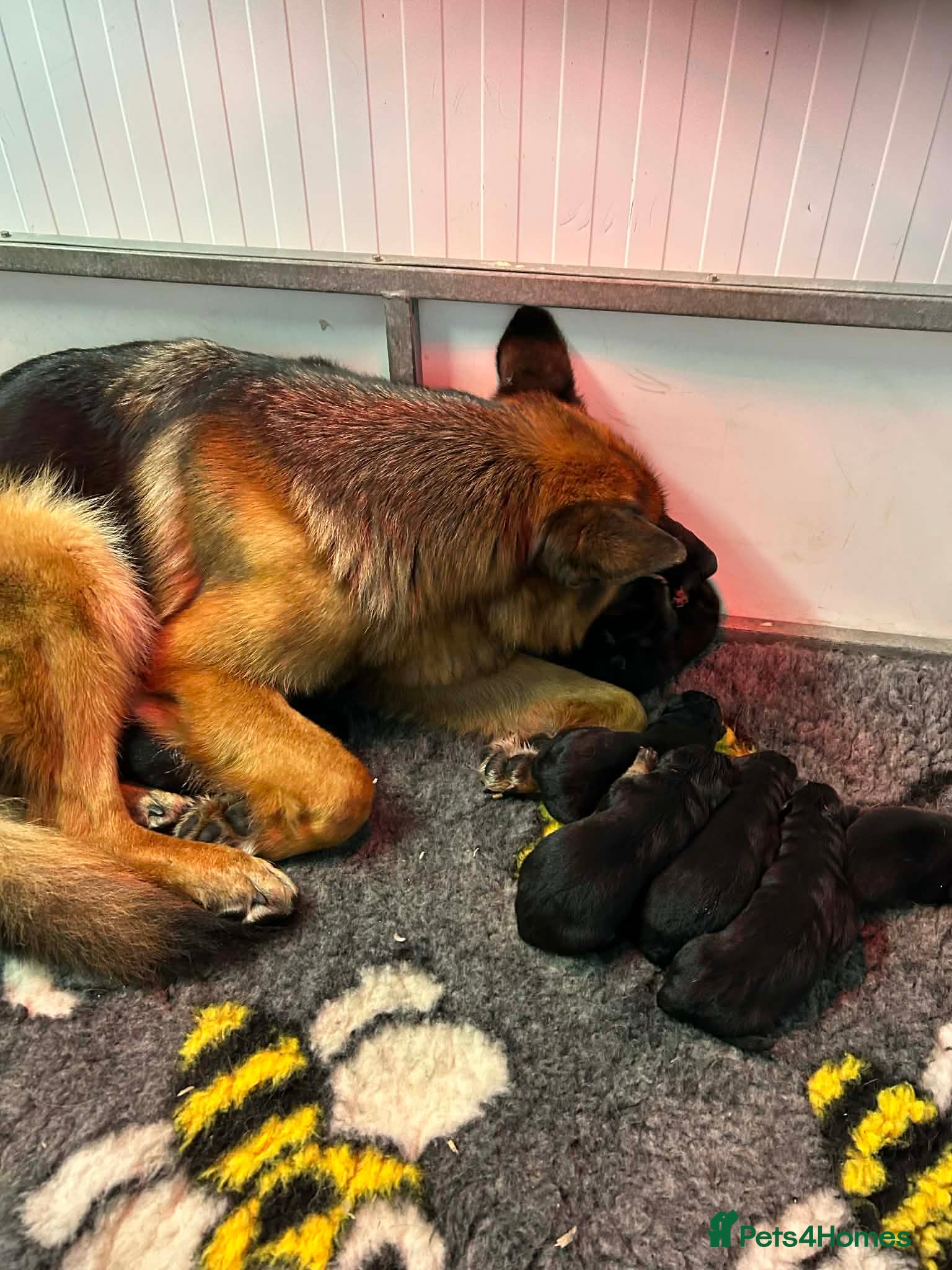 German Shepherd dogs for sale: Beautiful KC registered German Shepherd Pups - Advert 1
