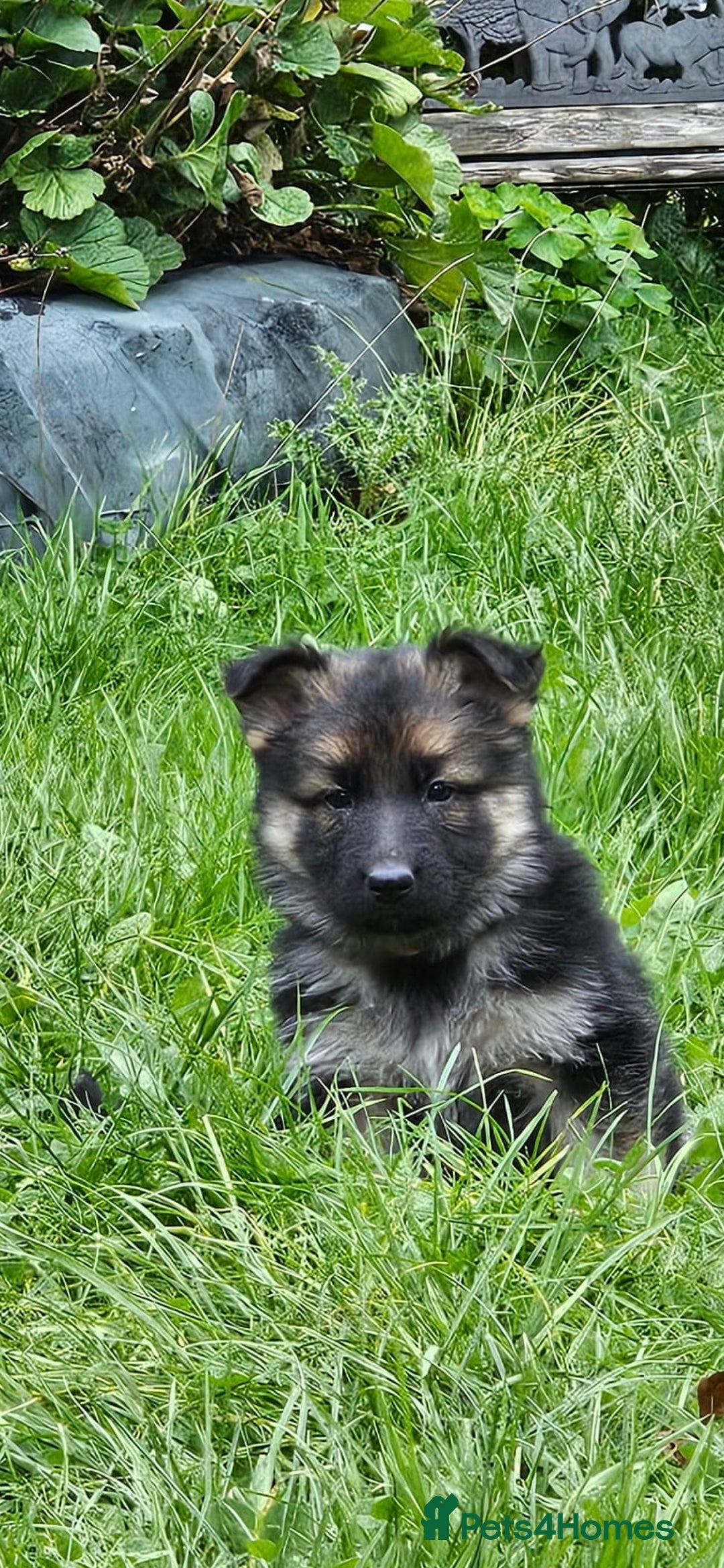 German Shepherd dogs for sale: Outstanding long coat German shepherd puppies  - Image 7