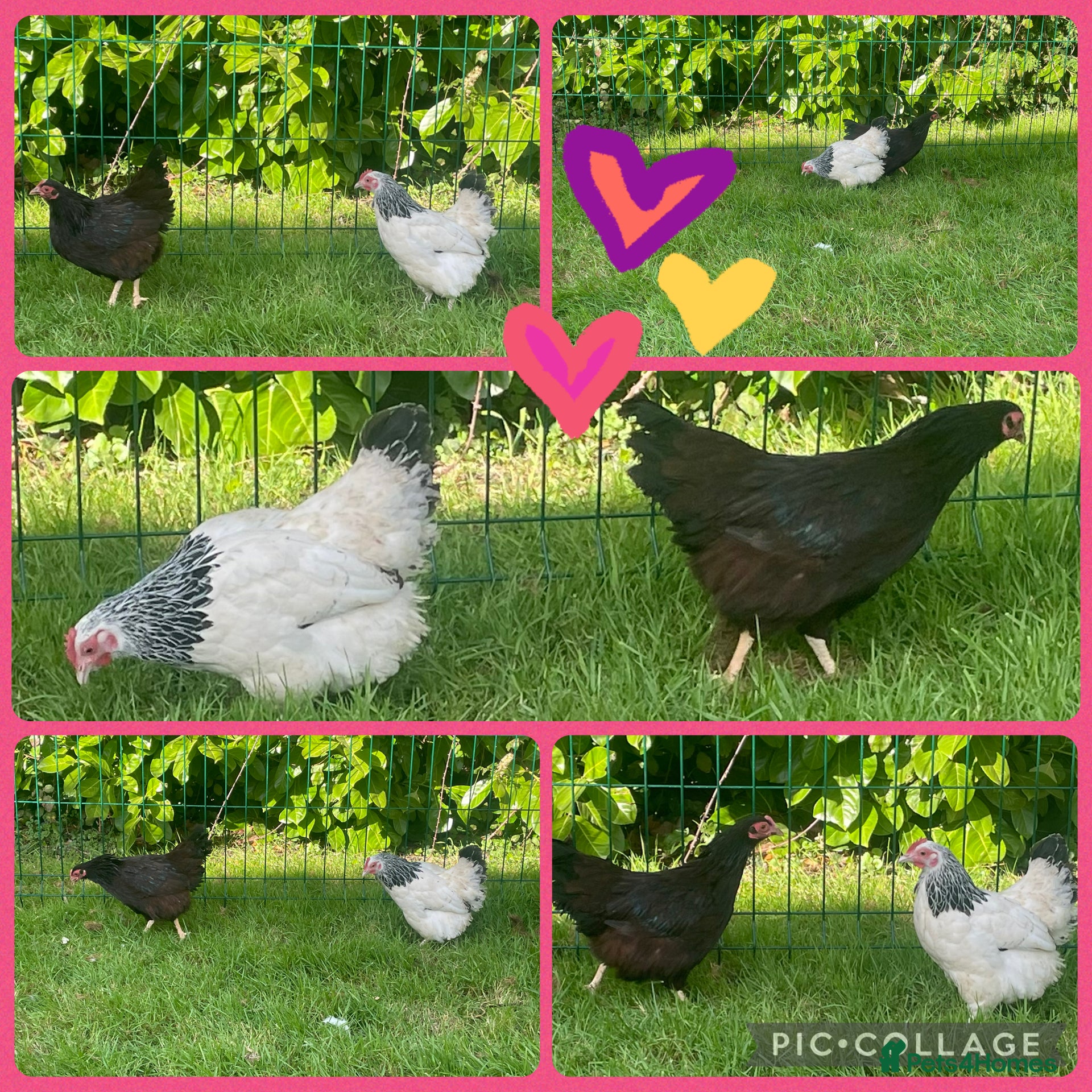 Chickens poultry Light Sussex and Rhode Island Red Bantam hens - Advert 1