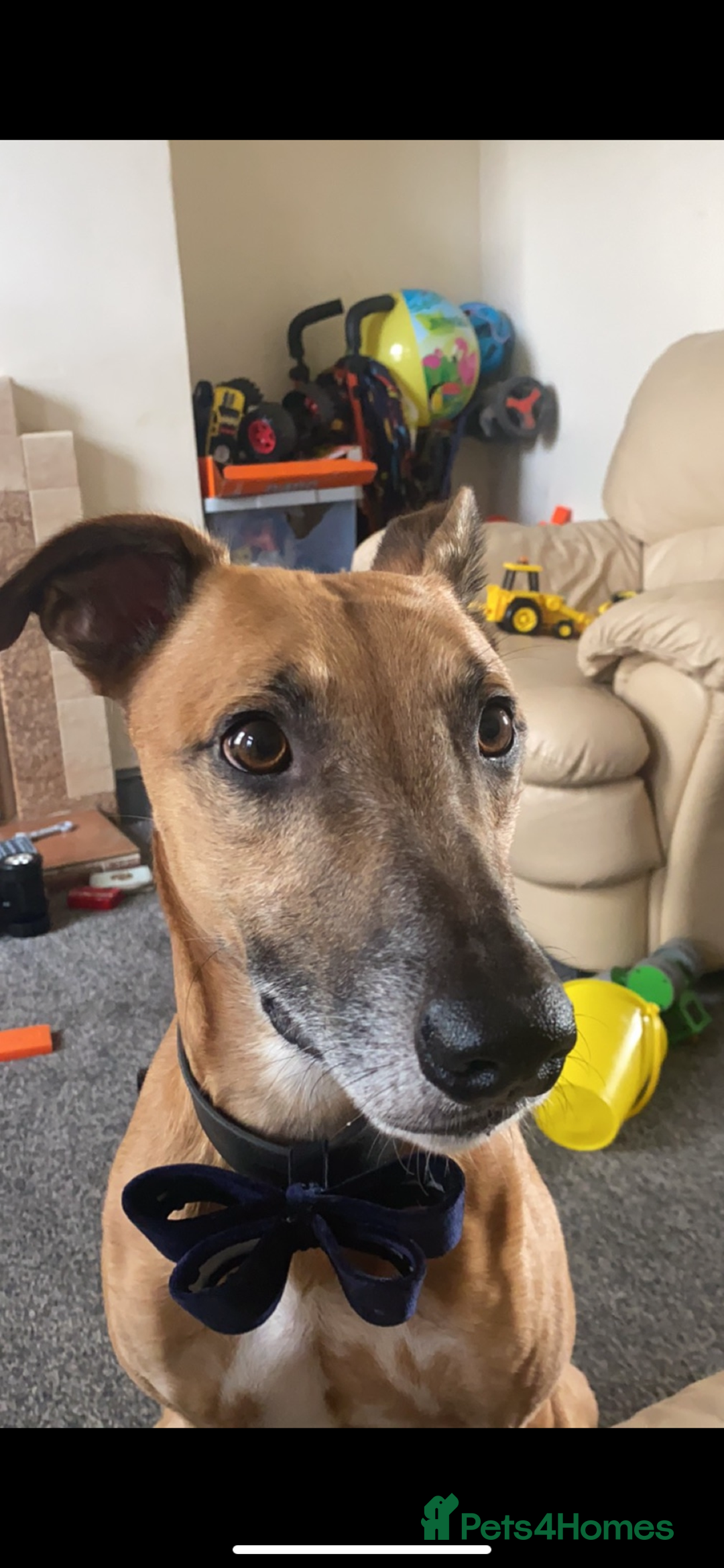 Greyhound dogs for sale: Bull greyhound for rehoming  - Advert 6