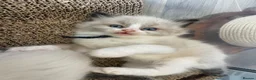 Ragdoll cats for sale: 💙Pedigree Ragdoll Male💙 - Advert 8