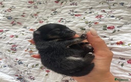 Pomeranian dogs for sale: Unique, extremely rare Pomeranian puppies ✨ - Image 23