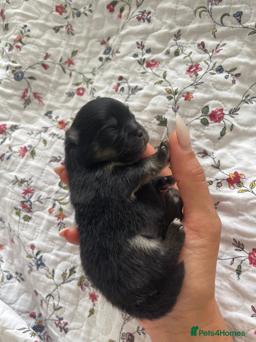 Pomeranian dogs for sale: Unique, extremely rare Pomeranian puppies ✨ - Image 23