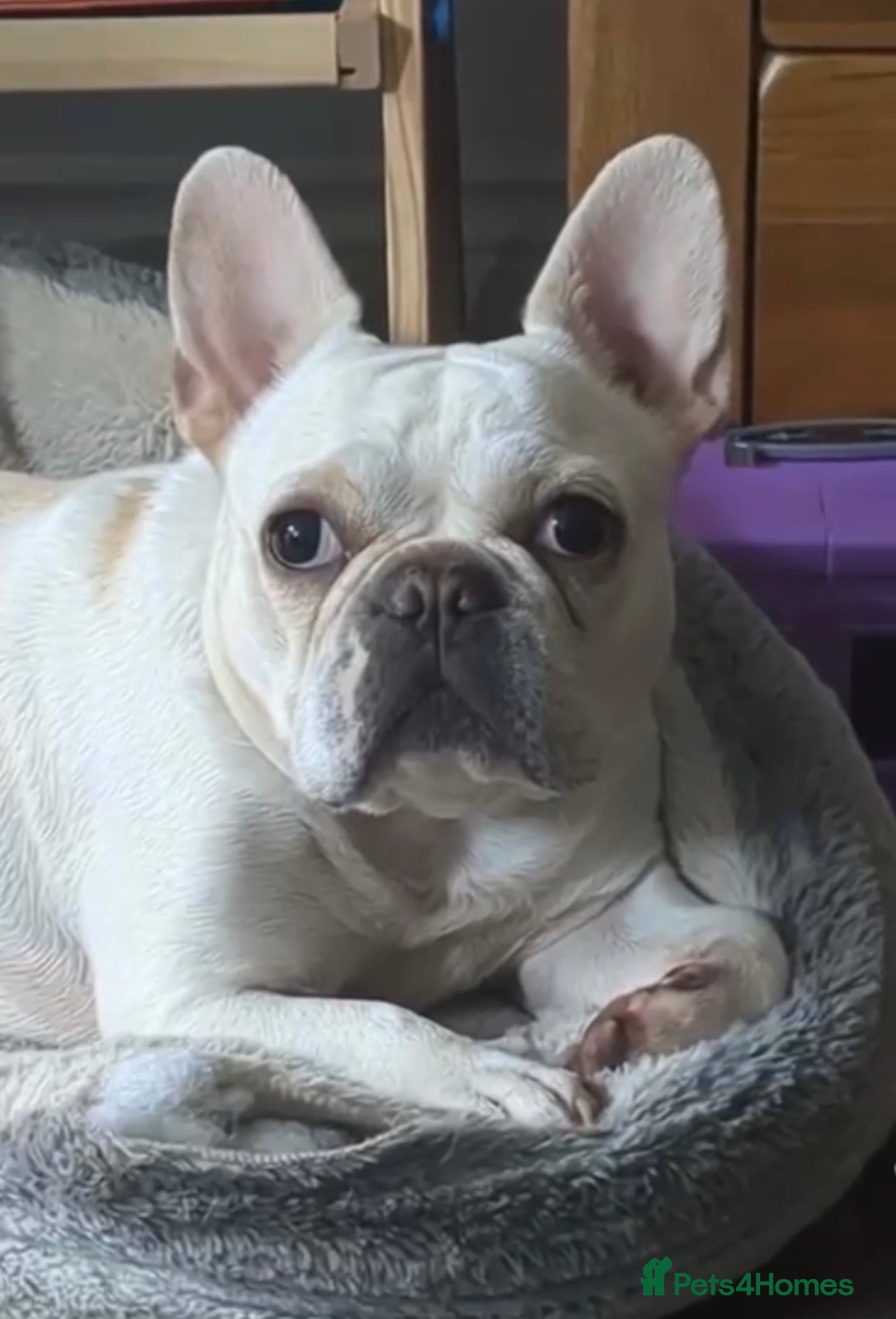 French Bulldog dogs Platinum Cream , (carries Big rope) Female - Advert 2