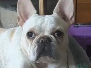 French Bulldog dogs Platinum Cream , (carries ** ) Female - Advert 1