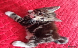 Mixed Breed cats for sale: kittens - Image 4