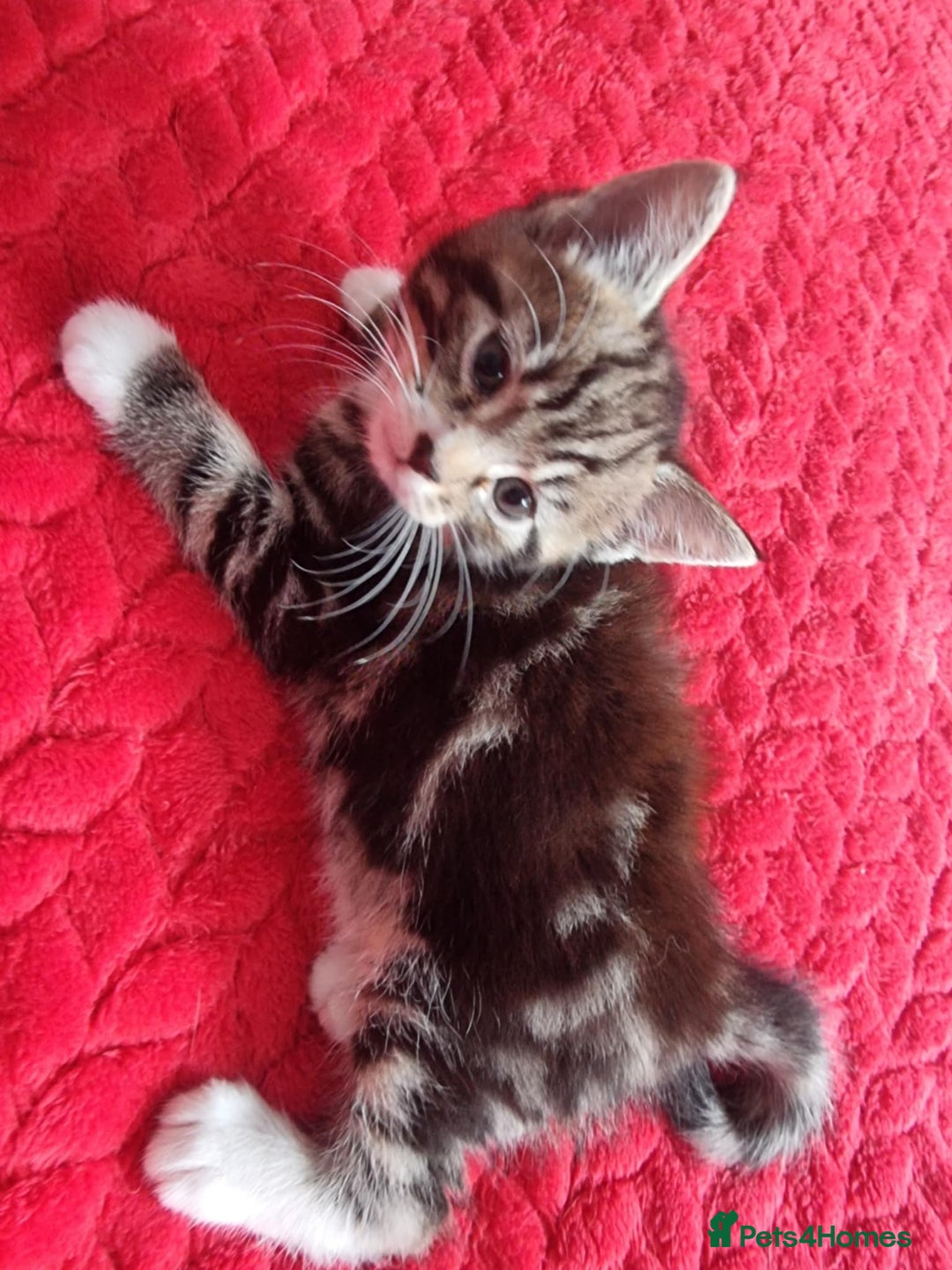 Mixed Breed cats for sale: kittens - Image 4
