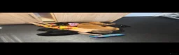 Labrador Retriever dogs for sale: Red fox Labrador  in Stafford - Advert 3