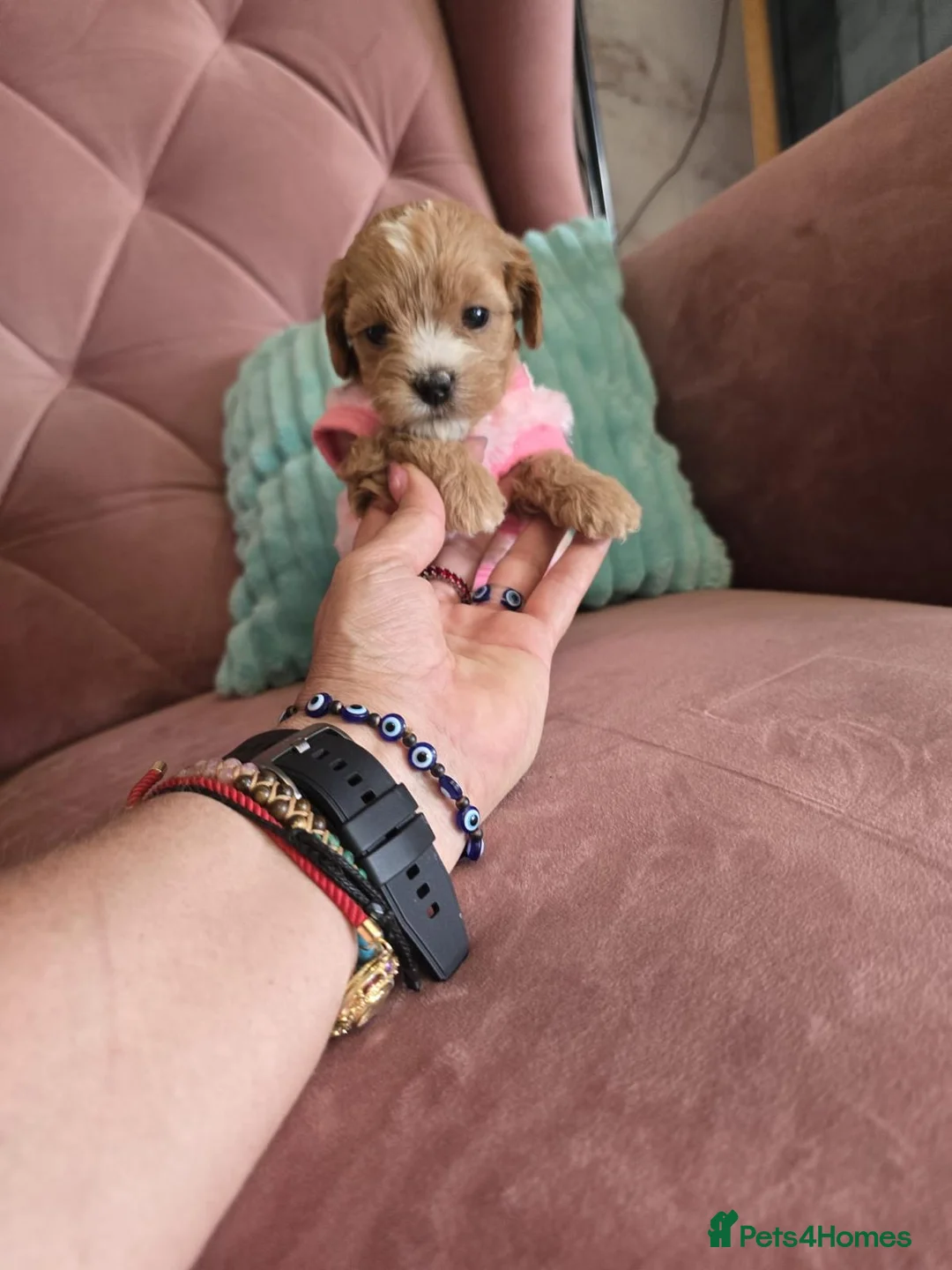 Maltipoo dogs for sale: Adorable Maltipoo Puppies  - Advert 2