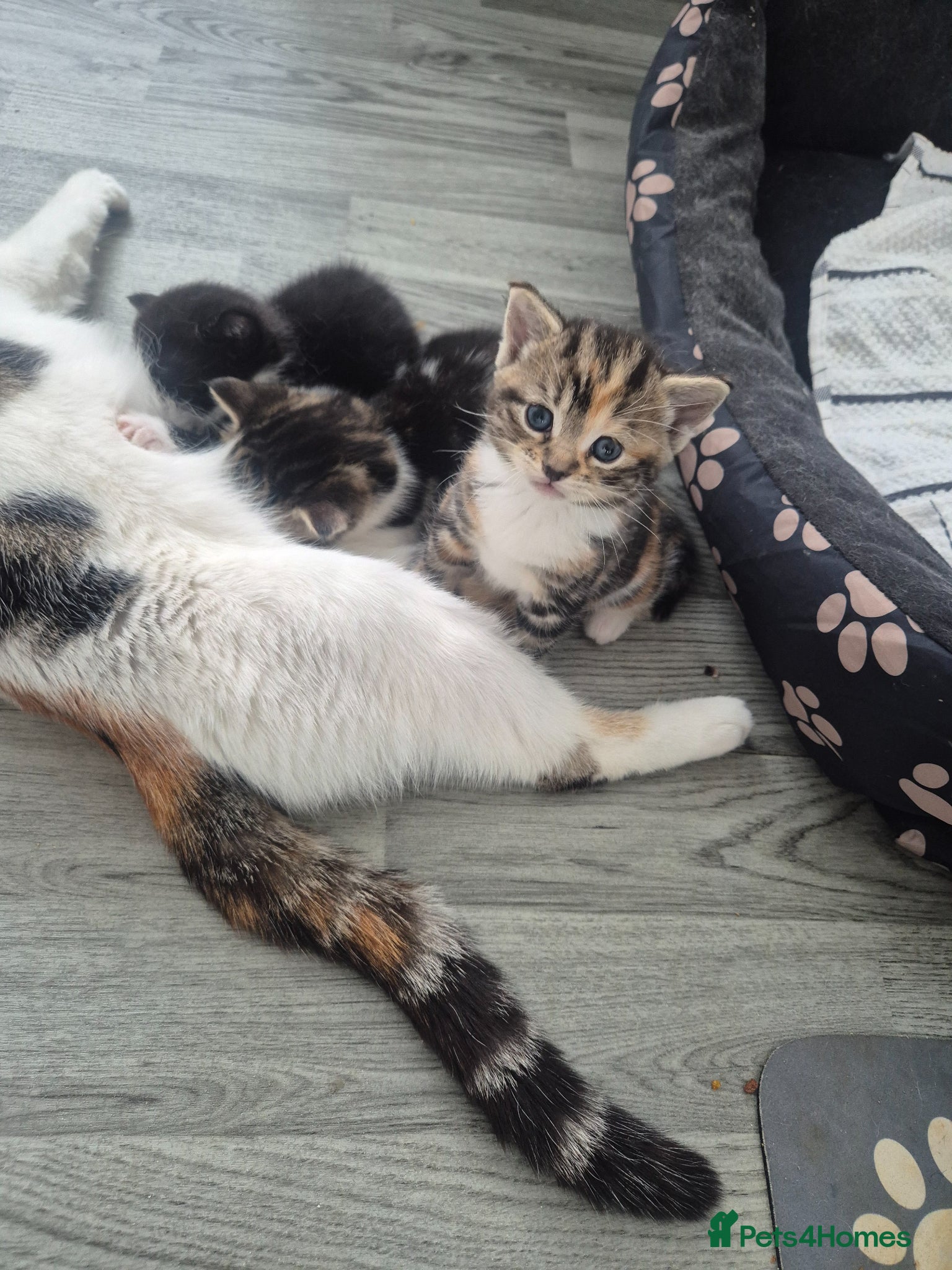 British Shorthair cats for sale: Three adorable kittens  in London - Advert 14